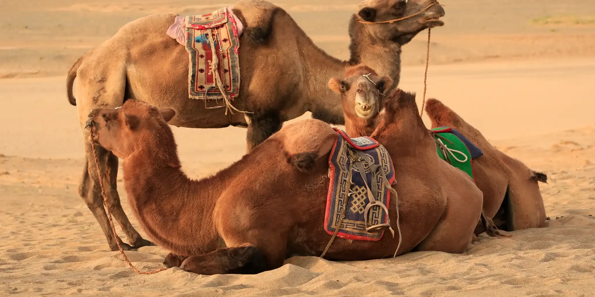 Bactrian camels resting in Gobi Desert shutterstock_157621154